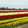 bloembollen Hoogeland